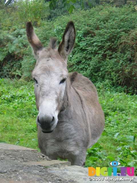 23976 Donkey